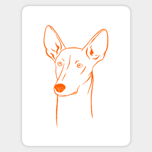 Ibizan Hound (White and Orange) Sticker